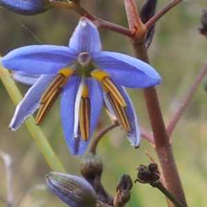 Dianella revoluta var. revoluta at Kambah, ACT - 14 Nov 2017 09:42 AM