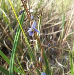 Dianella revoluta var. revoluta at Kambah, ACT - 14 Nov 2017