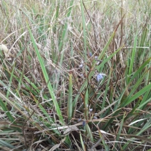 Dianella revoluta var. revoluta at Kambah, ACT - 14 Nov 2017