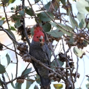 Callocephalon fimbriatum at Acton, ACT - 7 Oct 2017