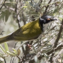 Melithreptus lunatus (White-naped Honeyeater) at ANBG - 6 Oct 2017 by Alison Milton