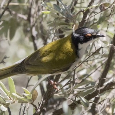 Melithreptus lunatus (White-naped Honeyeater) at Acton, ACT - 7 Oct 2017 by AlisonMilton