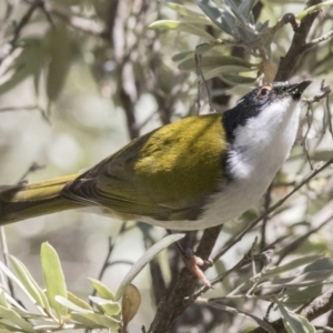 Melithreptus lunatus at Acton, ACT - 7 Oct 2017