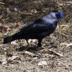 Ptilonorhynchus violaceus (Satin Bowerbird) at ANBG - 6 Oct 2017 by AlisonMilton