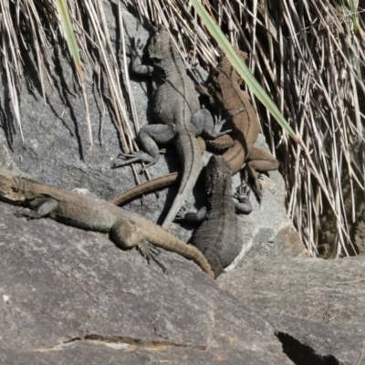 Intellagama lesueurii howittii (Gippsland Water Dragon) at Acton, ACT - 6 Oct 2017 by AlisonMilton