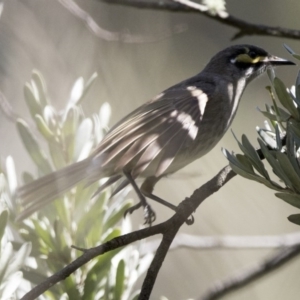 Caligavis chrysops at Acton, ACT - 7 Oct 2017 08:57 AM