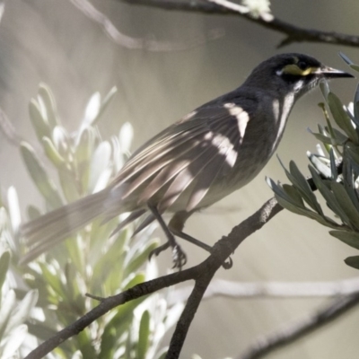 Caligavis chrysops (Yellow-faced Honeyeater) at Acton, ACT - 6 Oct 2017 by Alison Milton