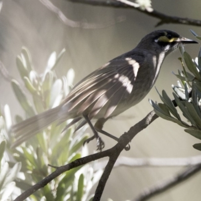 Caligavis chrysops (Yellow-faced Honeyeater) at Acton, ACT - 7 Oct 2017 by AlisonMilton