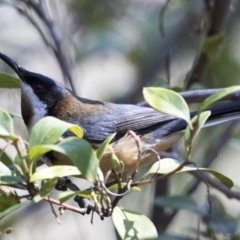 Acanthorhynchus tenuirostris (Eastern Spinebill) at ANBG - 6 Oct 2017 by Alison Milton