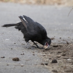 Corcorax melanorhamphos (White-winged Chough) at Acton, ACT - 7 Oct 2017 by AlisonMilton