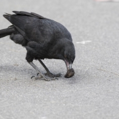 Corcorax melanorhamphos at Acton, ACT - 7 Oct 2017 11:29 AM