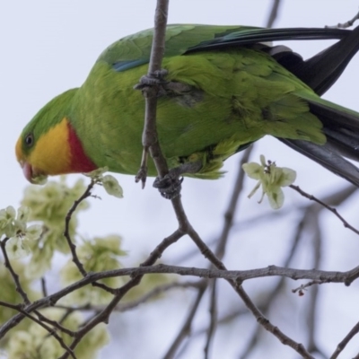 Polytelis swainsonii (Superb Parrot) at Hawker, ACT - 7 Oct 2017 by Alison Milton