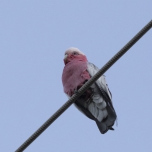 Eolophus roseicapilla at Scullin, ACT - 7 Oct 2017