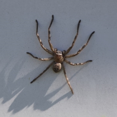 Sparassidae (family) (A Huntsman Spider) at Higgins, ACT - 10 Oct 2017 by AlisonMilton