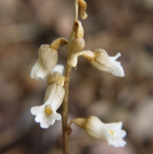 Gastrodia procera at Barton, ACT - suppressed