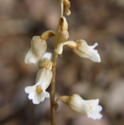 Gastrodia procera (Tall Potato Orchid) at Barton, ACT - 13 Nov 2017 by ClubFED