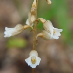 Gastrodia procera at Barton, ACT - suppressed