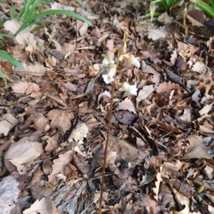 Gastrodia procera at Barton, ACT - suppressed