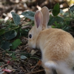 Oryctolagus cuniculus (European Rabbit) at Acton, ACT - 11 Oct 2017 by AlisonMilton