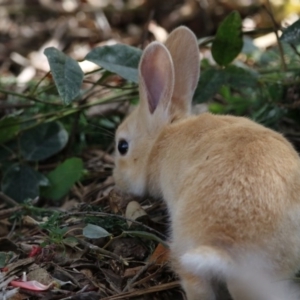 Oryctolagus cuniculus at Acton, ACT - 11 Oct 2017 01:40 PM