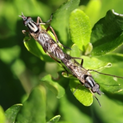 Ectinorhynchus sp. (genus) (A Stiletto Fly) at Higgins, ACT - 12 Oct 2017 by AlisonMilton