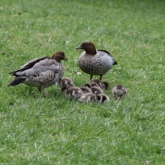 Chenonetta jubata (Australian Wood Duck) at ANBG - 13 Oct 2017 by AlisonMilton