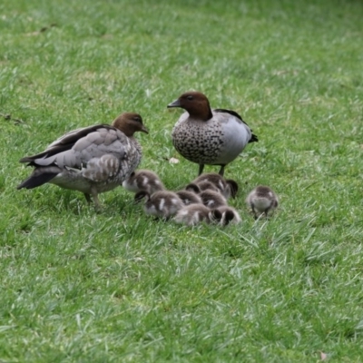 Chenonetta jubata (Australian Wood Duck) at Canberra Central, ACT - 13 Oct 2017 by AlisonMilton