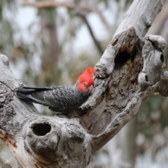 Callocephalon fimbriatum (Gang-gang Cockatoo) at Acton, ACT - 13 Oct 2017 by Alison Milton