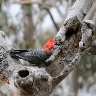 Callocephalon fimbriatum (Gang-gang Cockatoo) at Acton, ACT - 13 Oct 2017 by Alison Milton