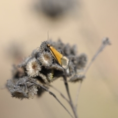 Philobota undescribed species near arabella (A concealer moth) at Hawker, ACT - 17 Oct 2017 by AlisonMilton