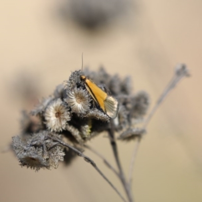 Philobota undescribed species near arabella (A concealer moth) at The Pinnacle - 16 Oct 2017 by Alison Milton