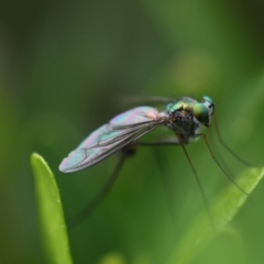 Austrosciapus sp. (genus) (Long-legged fly) at Higgins, ACT - 19 Oct 2017 by AlisonMilton