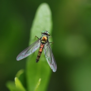 Austrosciapus sp. (genus) at Higgins, ACT - 19 Oct 2017