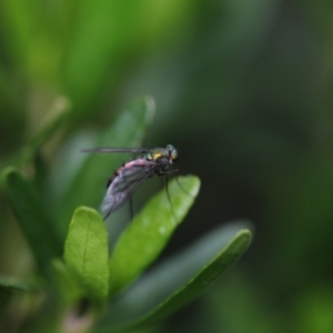 Austrosciapus sp. (genus) at Higgins, ACT - 19 Oct 2017 11:53 AM