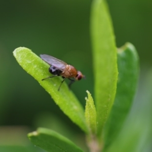 Lauxaniidae (family) at Higgins, ACT - 19 Oct 2017