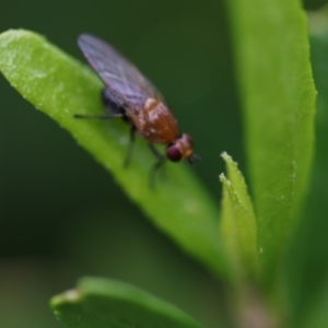 Lauxaniidae (family) at Higgins, ACT - 19 Oct 2017 11:56 AM