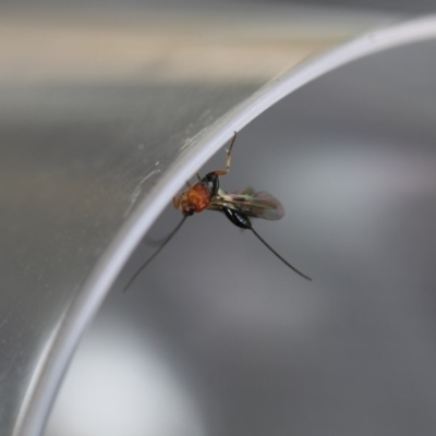 Ichneumonidae (family) (Unidentified ichneumon wasp) at Higgins, ACT - 19 Oct 2017 by AlisonMilton