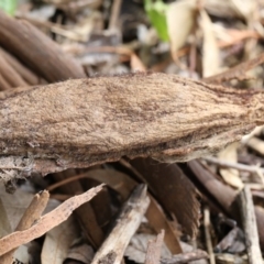 Chelepteryx collesi at Higgins, ACT - 4 Nov 2017 08:41 AM