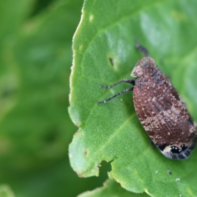 Platybrachys vidua (Eye-patterned Gum Hopper) at Higgins, ACT - 6 Nov 2017 by AlisonMilton