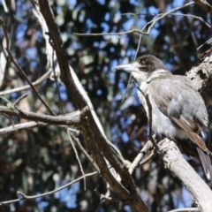 Cracticus torquatus (Grey Butcherbird) at Mulligans Flat - 6 Nov 2017 by Alison Milton