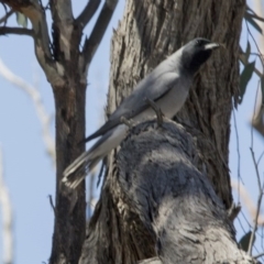 Coracina novaehollandiae (Black-faced Cuckooshrike) at Gungahlin, ACT - 7 Nov 2017 by AlisonMilton