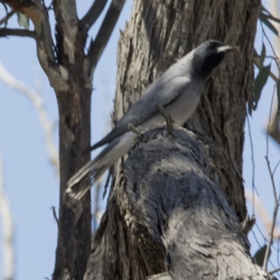 Coracina novaehollandiae (Black-faced Cuckooshrike) at Gungahlin, ACT - 6 Nov 2017 by Alison Milton