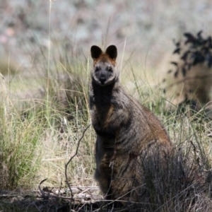 Wallabia bicolor at Gungahlin, ACT - 7 Nov 2017