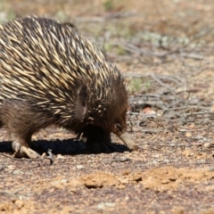 Tachyglossus aculeatus (Short-beaked Echidna) at Gungahlin, ACT - 6 Nov 2017 by AlisonMilton