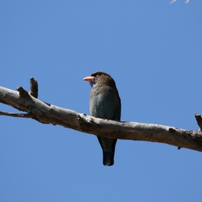 Eurystomus orientalis (Dollarbird) at Mulligans Flat - 6 Nov 2017 by Alison Milton