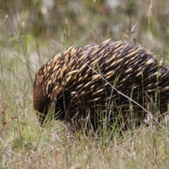 Tachyglossus aculeatus (Short-beaked Echidna) at Mulligans Flat - 7 Nov 2017 by AlisonMilton