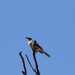Philemon corniculatus (Noisy Friarbird) at Gungahlin, ACT - 6 Nov 2017 by Alison Milton