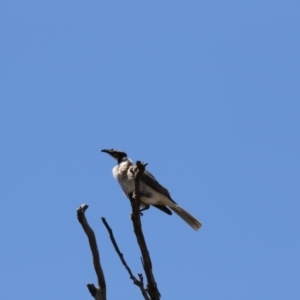 Philemon corniculatus at Gungahlin, ACT - 7 Nov 2017