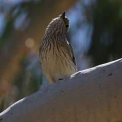 Pachycephala rufiventris (Rufous Whistler) at Mulligans Flat - 6 Nov 2017 by Alison Milton