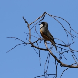 Pachycephala rufiventris at Gungahlin, ACT - 7 Nov 2017